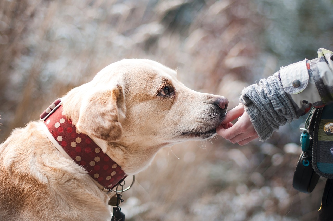 Rapport quotidien sur votre chien.