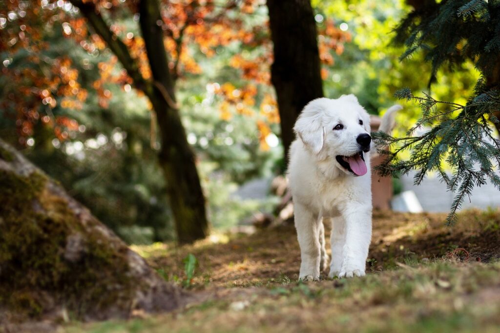 Stimulation mentale et physique pour chiens sous-stimulés.