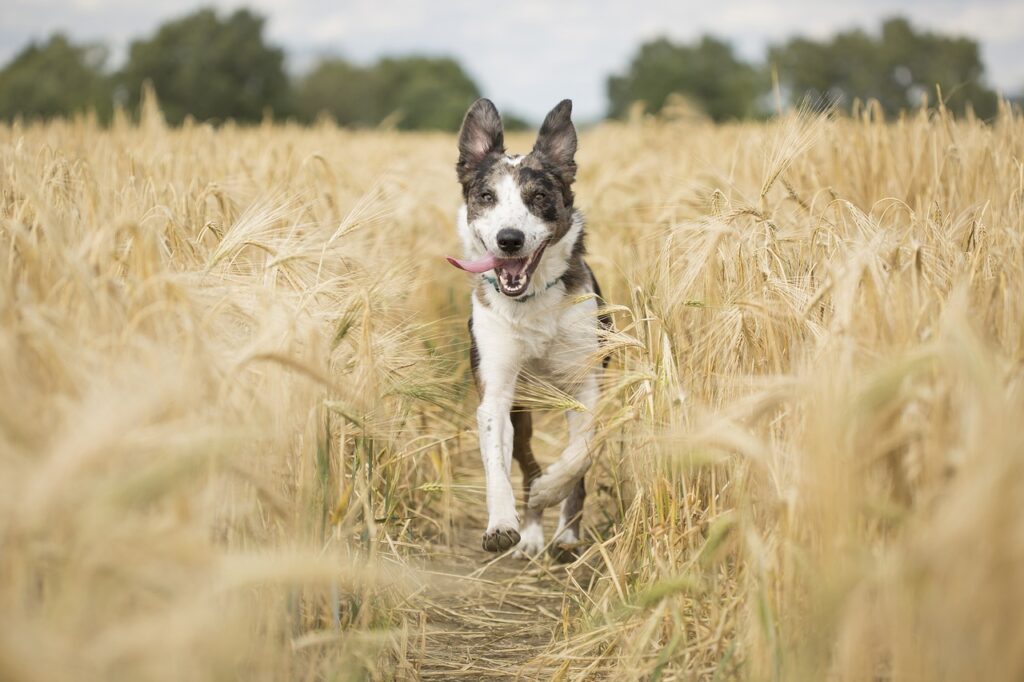 Programme de rééducation comportementale pour chiens maltraités.