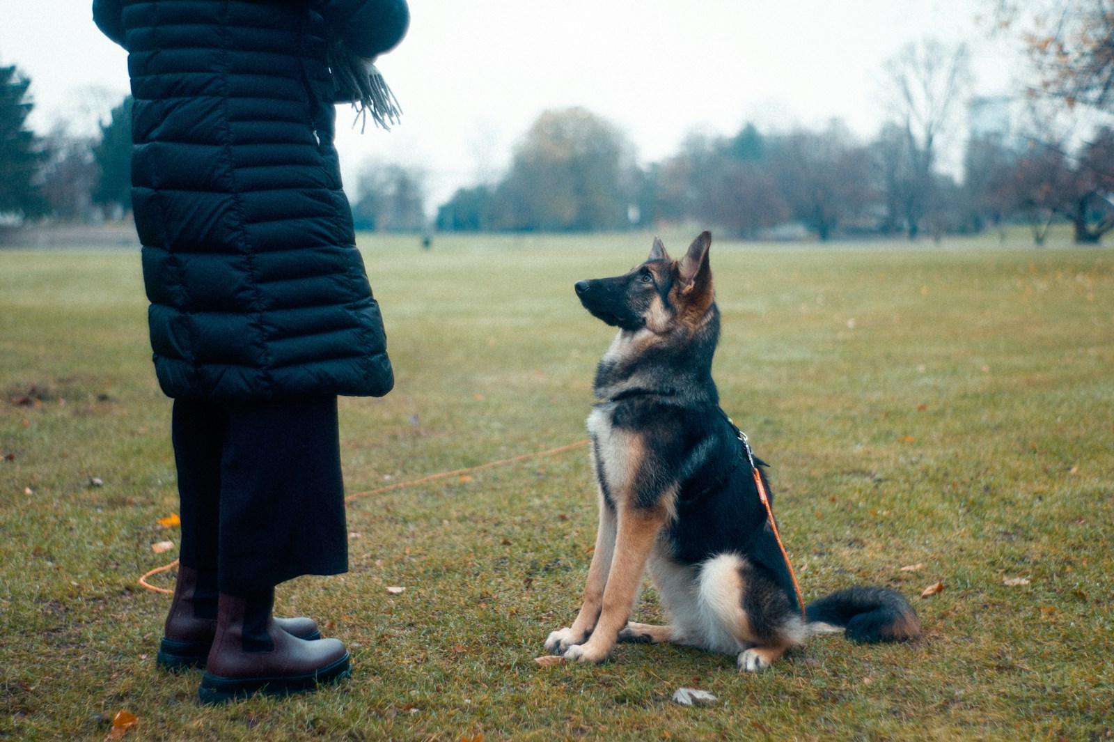 Chien guidé par son instinct olfactif.