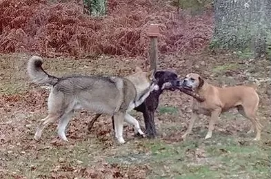 Tout d'abord, avant de se lancer dans la recherche d'un comportementaliste, une visite chez votre vétérinaire s'impose : en effet, pas loin de 20 % des difficultés rencontrées avec un chien vont de pair avec un problème de santé. Si les soucis de comportement auxquels vous êtes confrontés ont pour cause une pathologie non diagnostiquée, il est illusoire d'en venir à bout avec l'aide seule d'un comportementaliste.