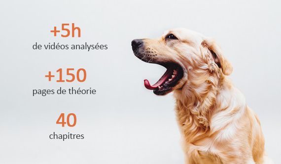 Comportementaliste canin : qu'est-ce que c'est ? Comment le choisir ?