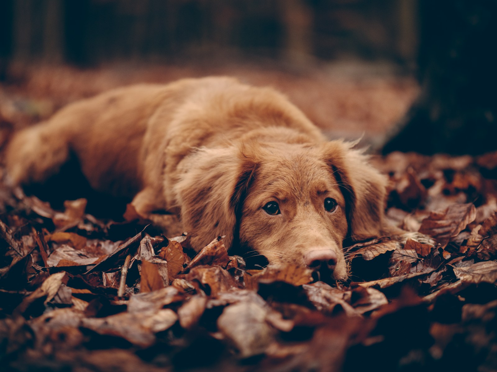 Exploitation du flair naturel du chien.